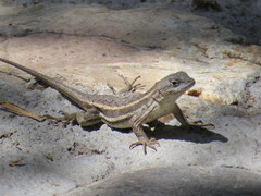 Sceloporus virgatus
