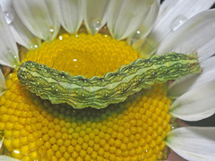 Cucullia chamomillae