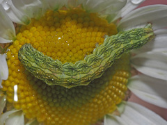 Cucullia chamomillae