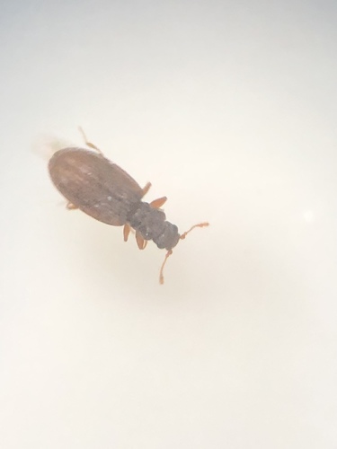 Plaster Beetle (Cartodere constricta) photo 2