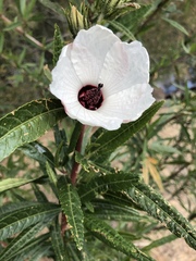 Hibiscus heterophyllus