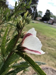 Hibiscus heterophyllus