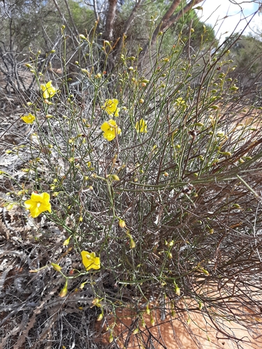 Image of Hibbertia conspicua by (c) Tim Hammer, some rights reserved (CC BY)