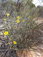 Hibbertia conspicua