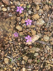 Tetratheca pubescens