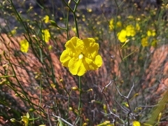 Hibbertia conspicua