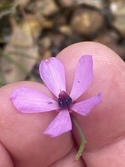 Tetratheca pubescens