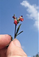 Hermannia joubertiana