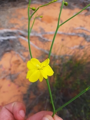 Hibbertia conspicua