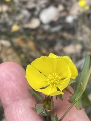 Hibbertia cunninghamii
