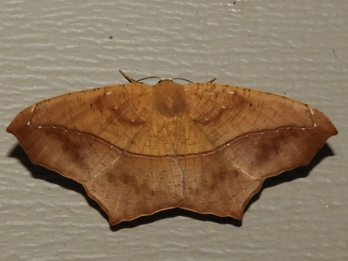 Large Maple Spanworm Moth, photo 3 of 10