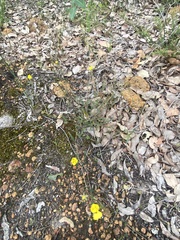 Hibbertia cunninghamii