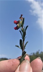 Hermannia joubertiana