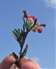 Hermannia joubertiana