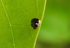 Coptosoma variegatum