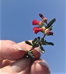 Hermannia joubertiana