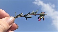 Hermannia joubertiana