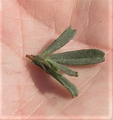 Hermannia joubertiana