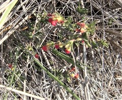 Hermannia joubertiana