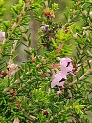 Polycodon