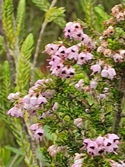 Polycodon