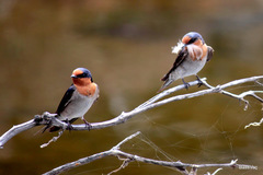 Hirundo neoxena carteri