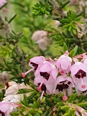Polycodon