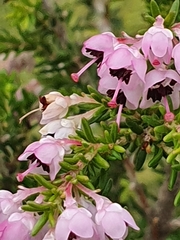 Polycodon