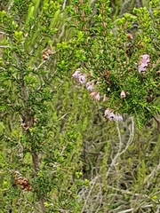 Polycodon