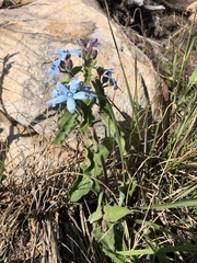 Oxypetalum coeruleum