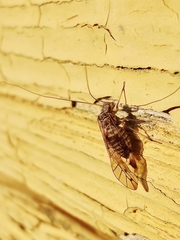 Psococerastis gibbosa