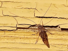 Psococerastis gibbosa