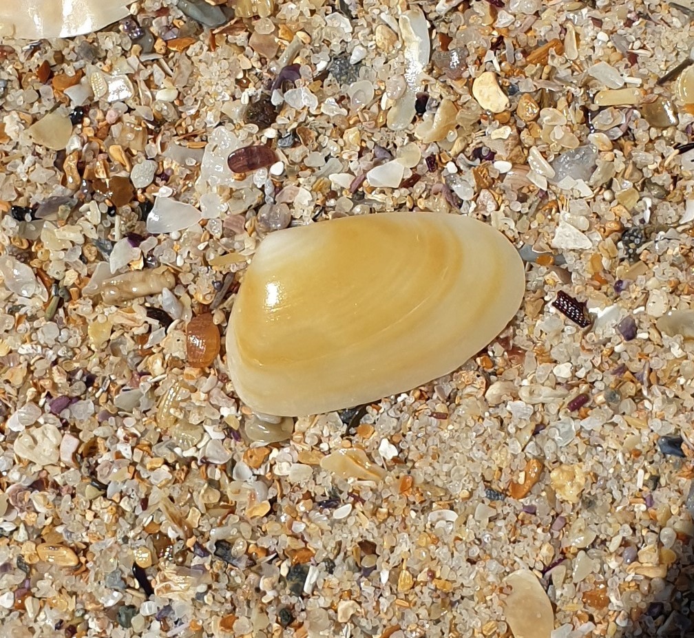 Elongate wedge shell from Sydney NSW, Australia on September 27, 2020 ...