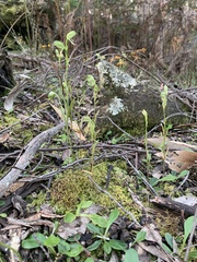 Pterostylis melagramma