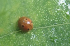 Phrynocaria congener