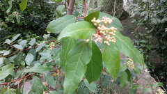 Viburnum tinus