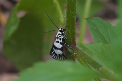 Heortia vitessoides