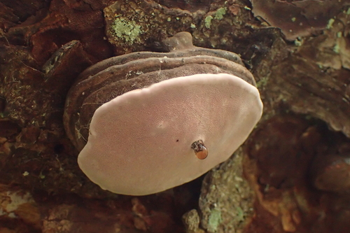 Fomitopsis rosea