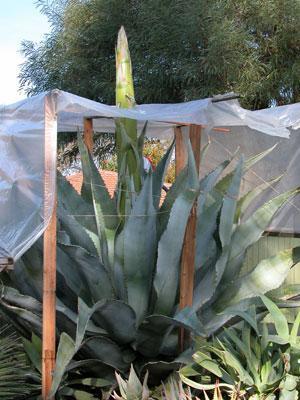Agave marmorata