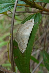 Somatina anthophilata