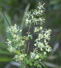 Thalictrum minus hypoleucum