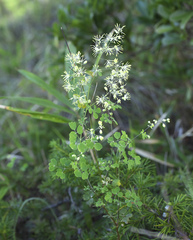 Thalictrum minus hypoleucum
