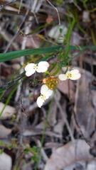 Stylidium junceum
