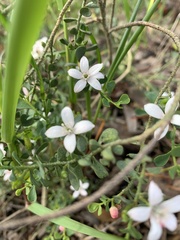 Philotheca verrucosa