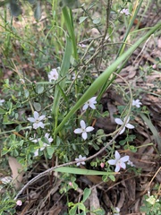 Philotheca verrucosa
