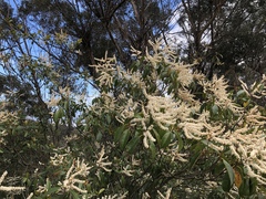 Quintinia sieberi