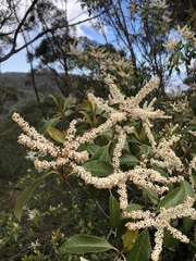 Quintinia sieberi