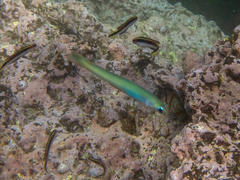 Ptereleotris monoptera