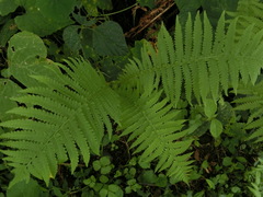 Matteuccia struthiopteris