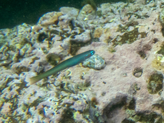 Ptereleotris monoptera